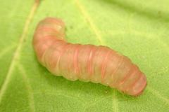 Psimada quadripennis