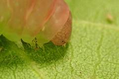 Psimada quadripennis