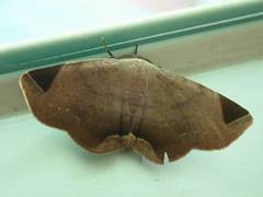 Psimada quadripennis