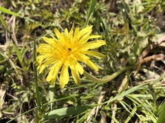 Taraxacum mongolicum
