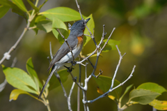 Myiagra ruficollis
