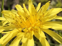 Taraxacum mongolicum