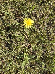 Taraxacum mongolicum