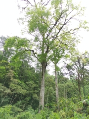 Ulmus mexicana
