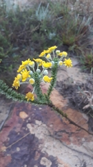 Euryops virgineus