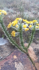 Euryops virgineus