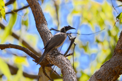 Philemon argenticeps
