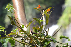 Guarianthe aurantiaca