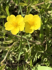 Potentilla flagellaris