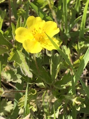 Potentilla flagellaris
