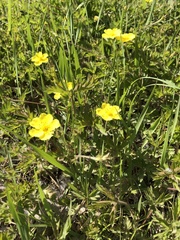 Potentilla flagellaris