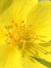 Potentilla flagellaris