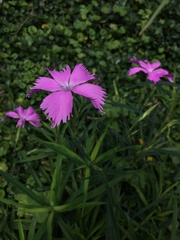 Dianthus palinensis