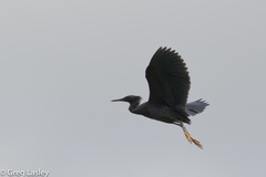 Egretta ardesiaca
