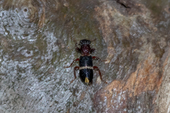 Lemidia accincta