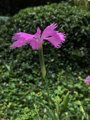 Dianthus palinensis