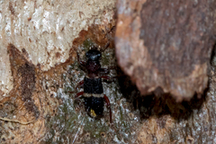 Lemidia accincta