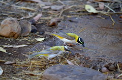 Melithreptus gularis