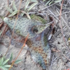 Ledebouria ovatifolia