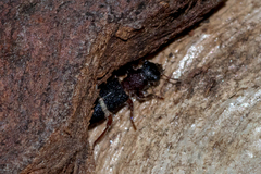 Lemidia accincta