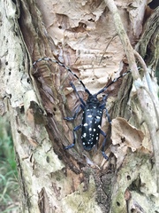 Anoplophora macularia
