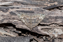 Xanthorhoe strumosata