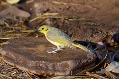 Ptilotula flavescens