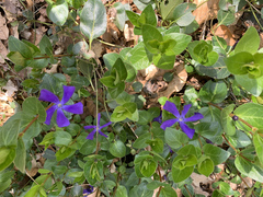 Vinca major