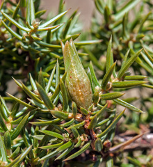 Oligotrophus juniperinus