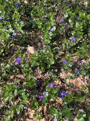 Vinca major