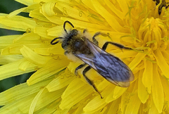 Andrena