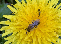 Andrena