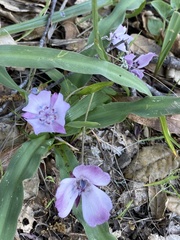 Calochortus umbellatus