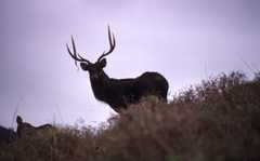 Rusa timorensis