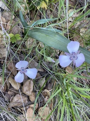 Calochortus umbellatus