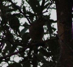 Andropadus importunus