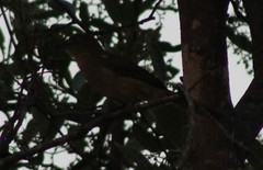 Andropadus importunus