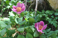 Paeonia mascula