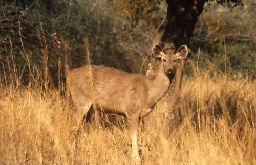 Rusa unicolor