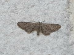 Eupithecia ultimaria