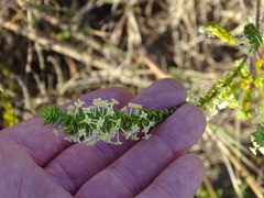 Struthiola argentea