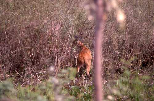 Blastocerus dichotomus
