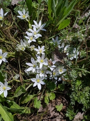 Ornithogalum navaschinii
