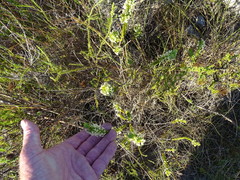 Struthiola argentea