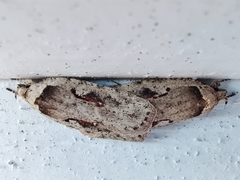 Agonopterix ocellana