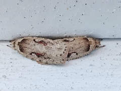 Agonopterix ocellana