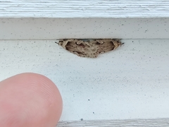 Agonopterix ocellana