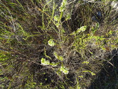 Struthiola argentea