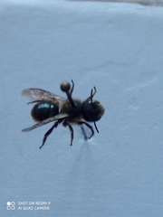Osmia