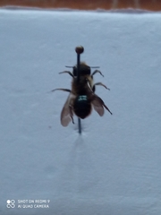 Osmia